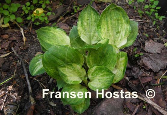 Hosta Silver Mine